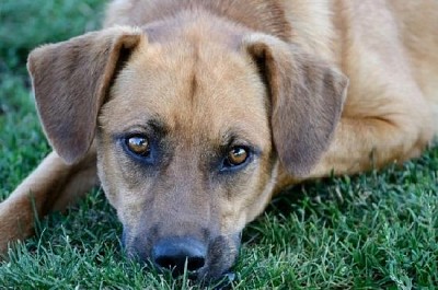 Cão de raça mista