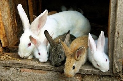 Familia de conejos