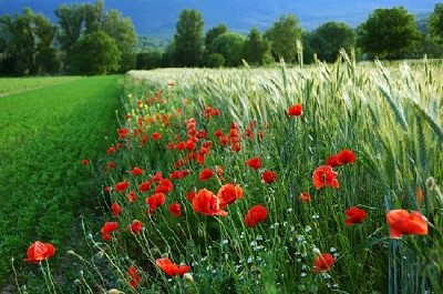 Rote Mohnblumen