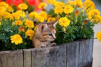 Gatinho fofo em vaso de flores