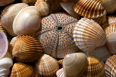 Collection de coquillages de mer