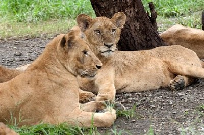 Dos leones descansando