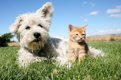 Perro y gatito