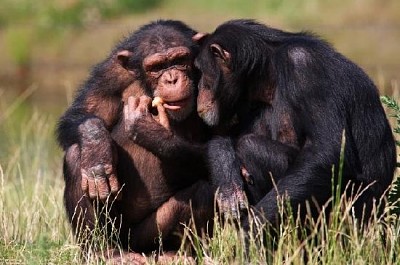 Chimpanzés comendo uma cenoura