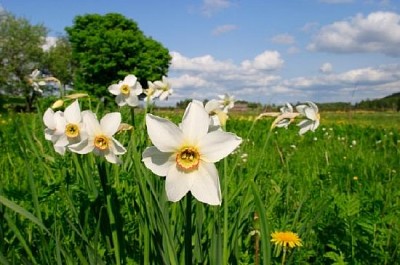 Frühlingsblume