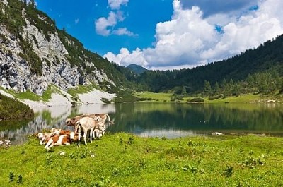 牛のグループと山の牧草地