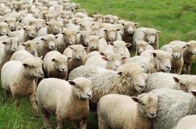 Um rebanho de ovelhas
