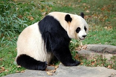 Panda feliz