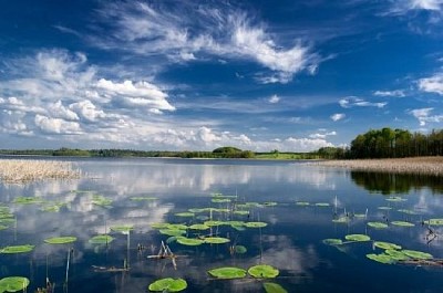 Lago con nenúfares