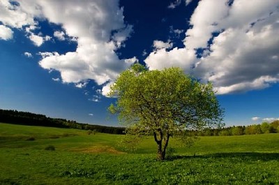 Pojedyncze wiosenne drzewo i błękitne niebo