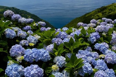 Purple Flowers jigsaw puzzle