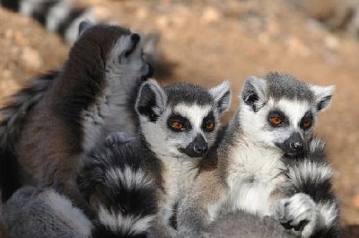 Confezione di lemuri