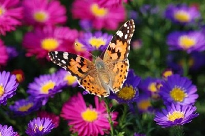 Schmetterling auf lila Blumen