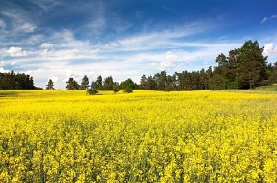 Rapeseed Field