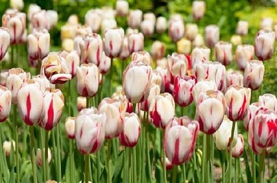 Tulipanes