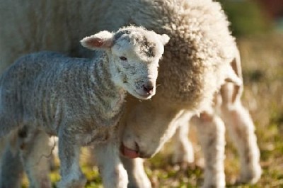 Newborn Lamb