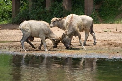 ウォーターフロントで遊ぶ子牛