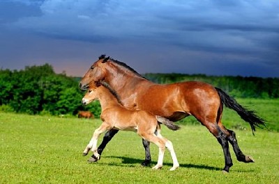 Chevaux qui courent dans le Medow