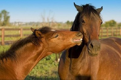 Mare and Foal jigsaw puzzle