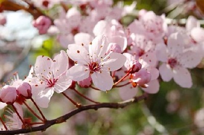 flor de cerezo