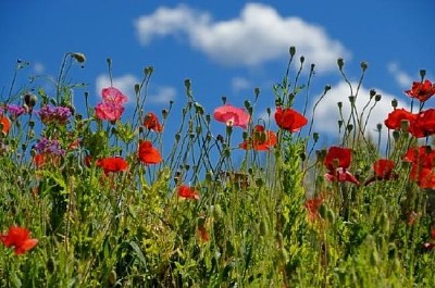 Röda blommor på en äng