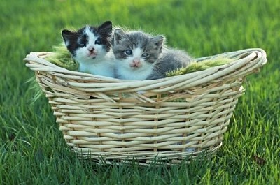 Cesto di piccoli gattini all'aperto