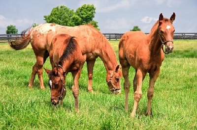 Cavalla e due puledri in un campo