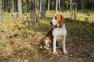 Chien au repos