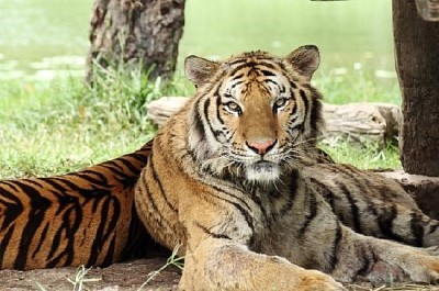 Tigre del Bengala