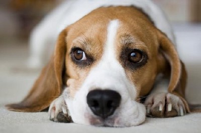 Beagle sieht gelangweilt aus