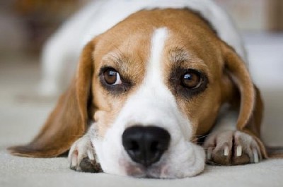 Beagle Looks Bored