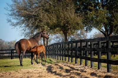 Young Mare and Foal Horse in Green Pasture