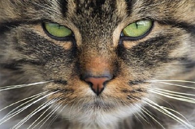 Olhos de gato de perto