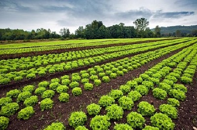 Lettuce Field jigsaw puzzle