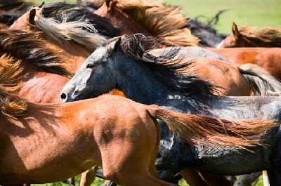 Manada de caballos jóvenes