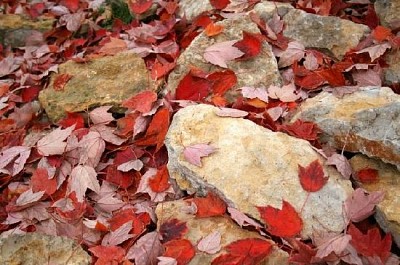 Autumn Foliage