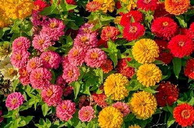 Flores de colores en el verano