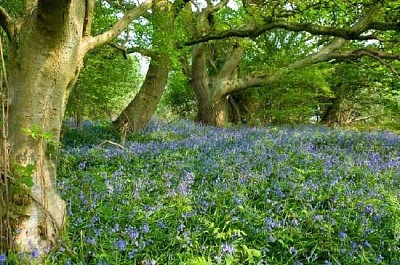 Bluebells in the Woods