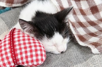 Schlafendes Kätzchen auf Decke