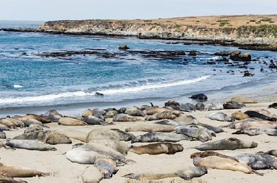 Colonie d'éléphants de mer