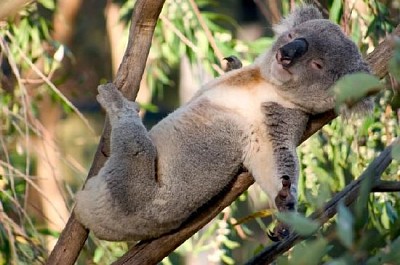 Koala perezoso