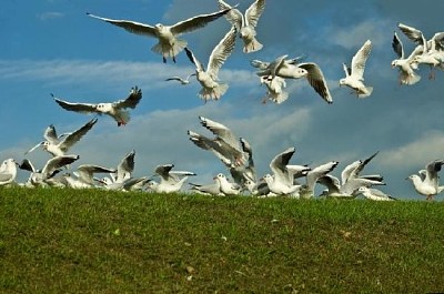 鳥を捕まえる