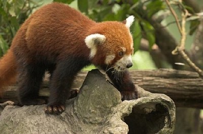 Panda rosso