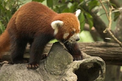 Panda vermelho