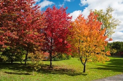 Paysage d'automne