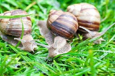 Escargots sur l'herbe verte