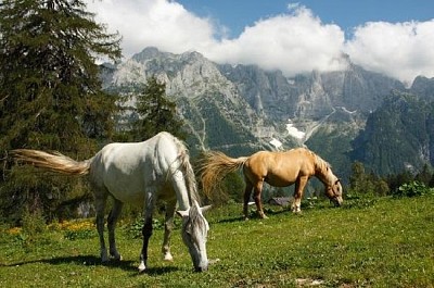 Two Horses jigsaw puzzle