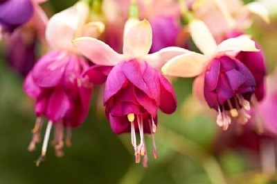 三朵紫色的花