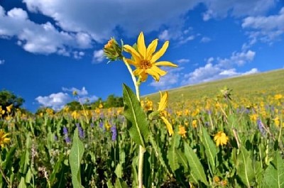 Campo de flores silvestres