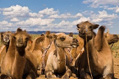 Camelos bactrianos